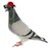 Pigeon. profile picture