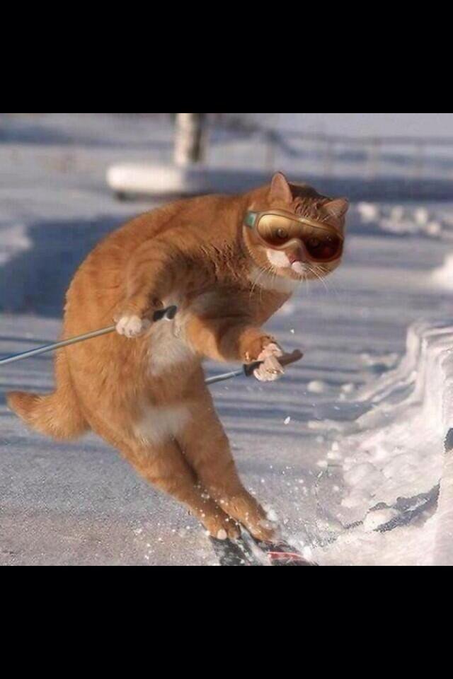 1 cat ski.jpg-large