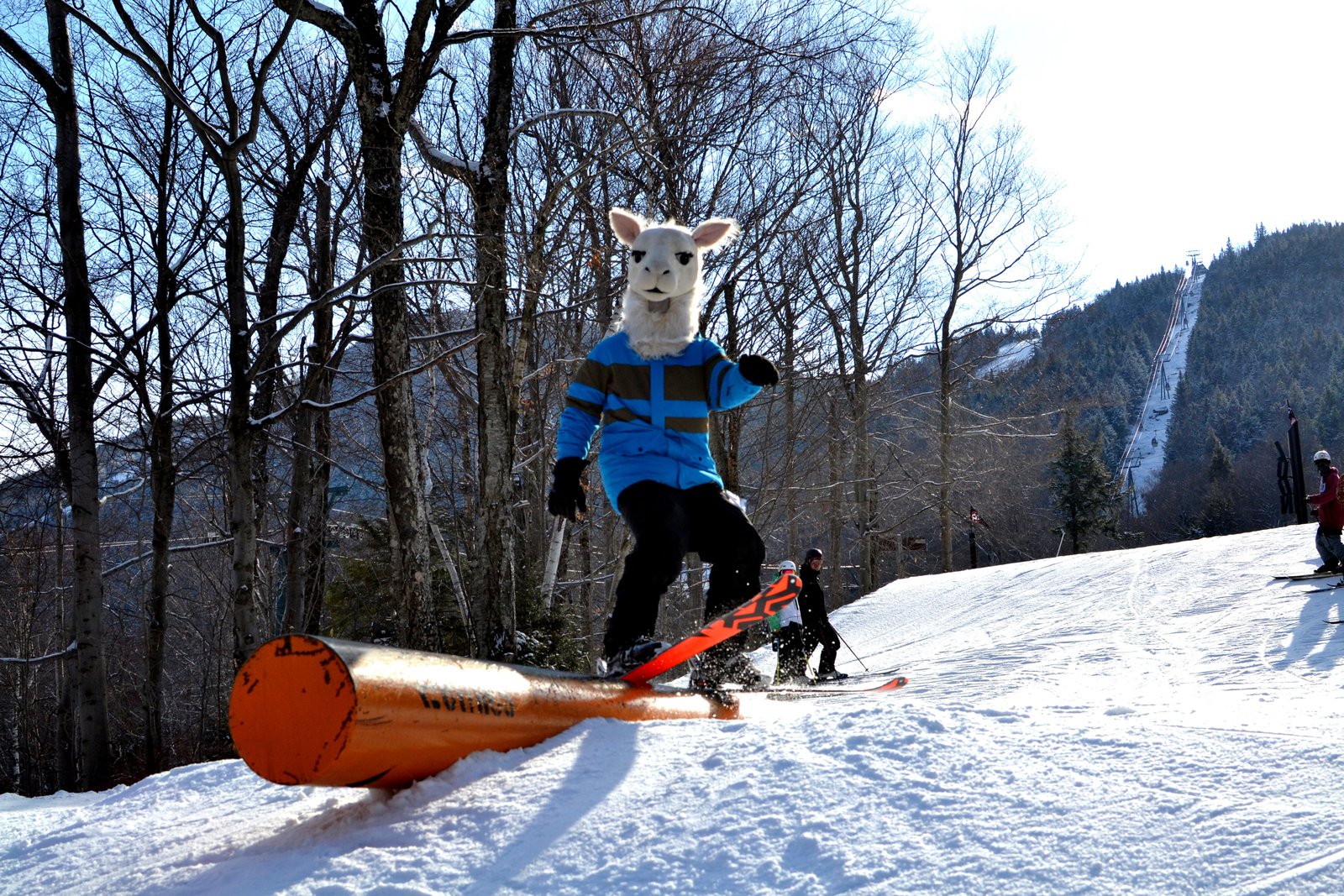 Llamas can ski too