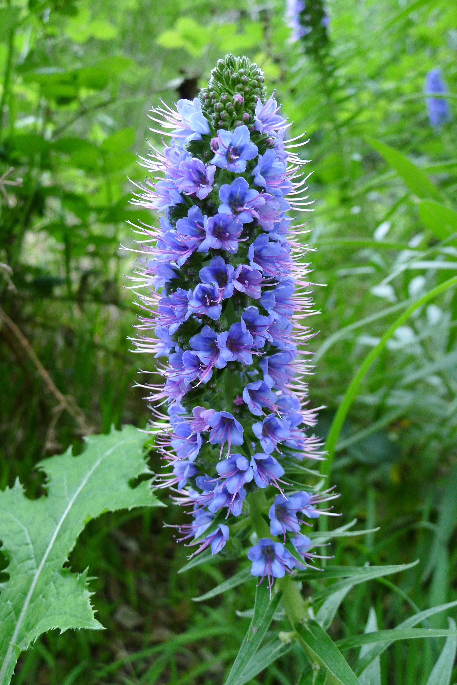 Echium Flowers