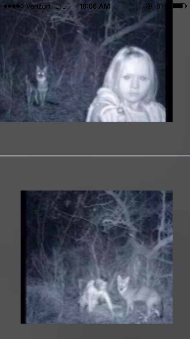 My trail cam captured a child playing with a coyote at 3am.