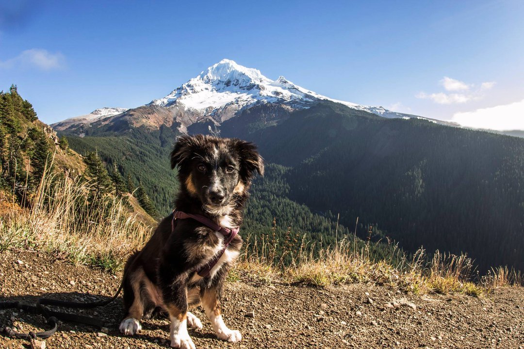 Mountain Dog Mondays: Cora