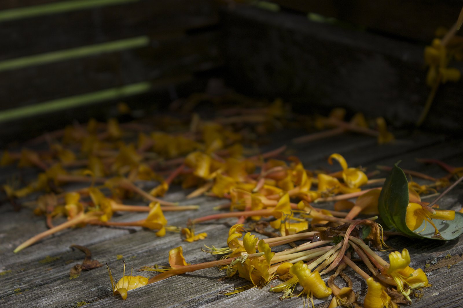 Flowers on a bench