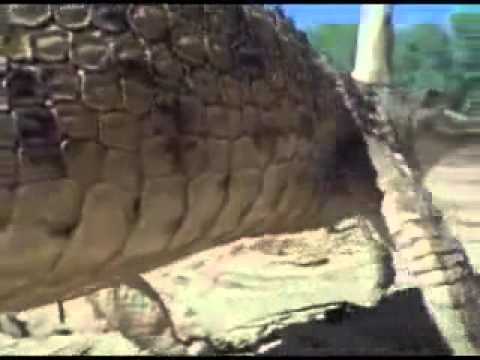 Interior Crocodile Alligator 10 Hours Videos