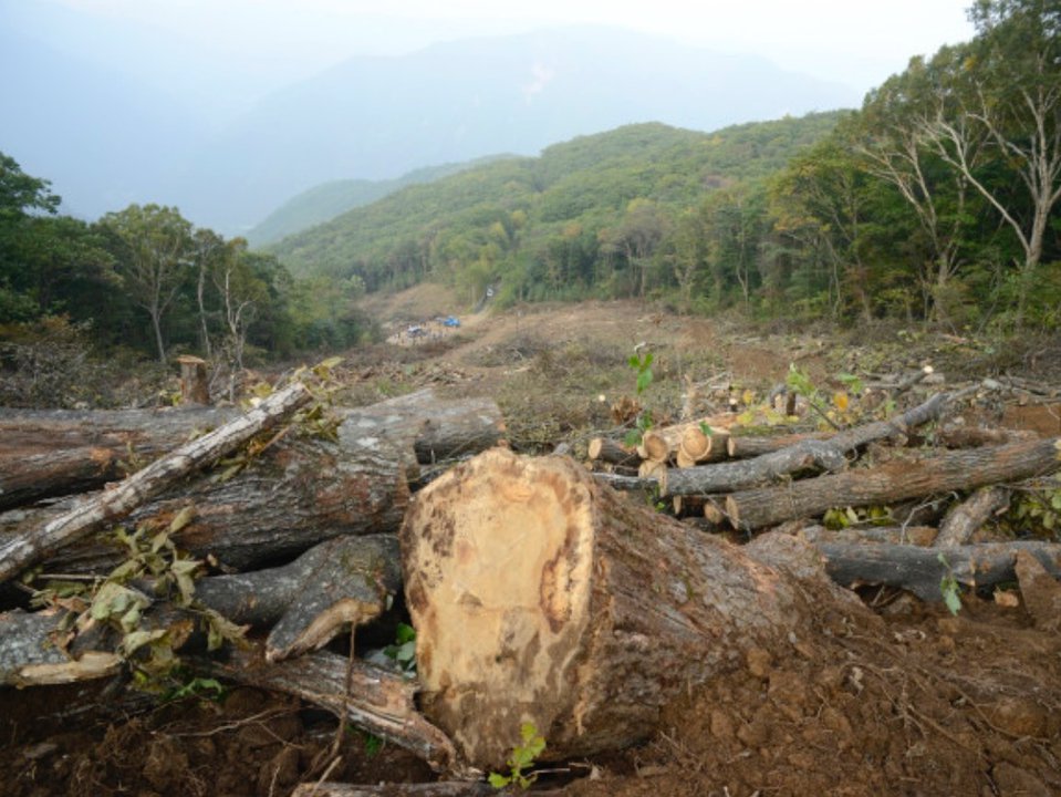 Forest Wiped Out for 2018 Olympics