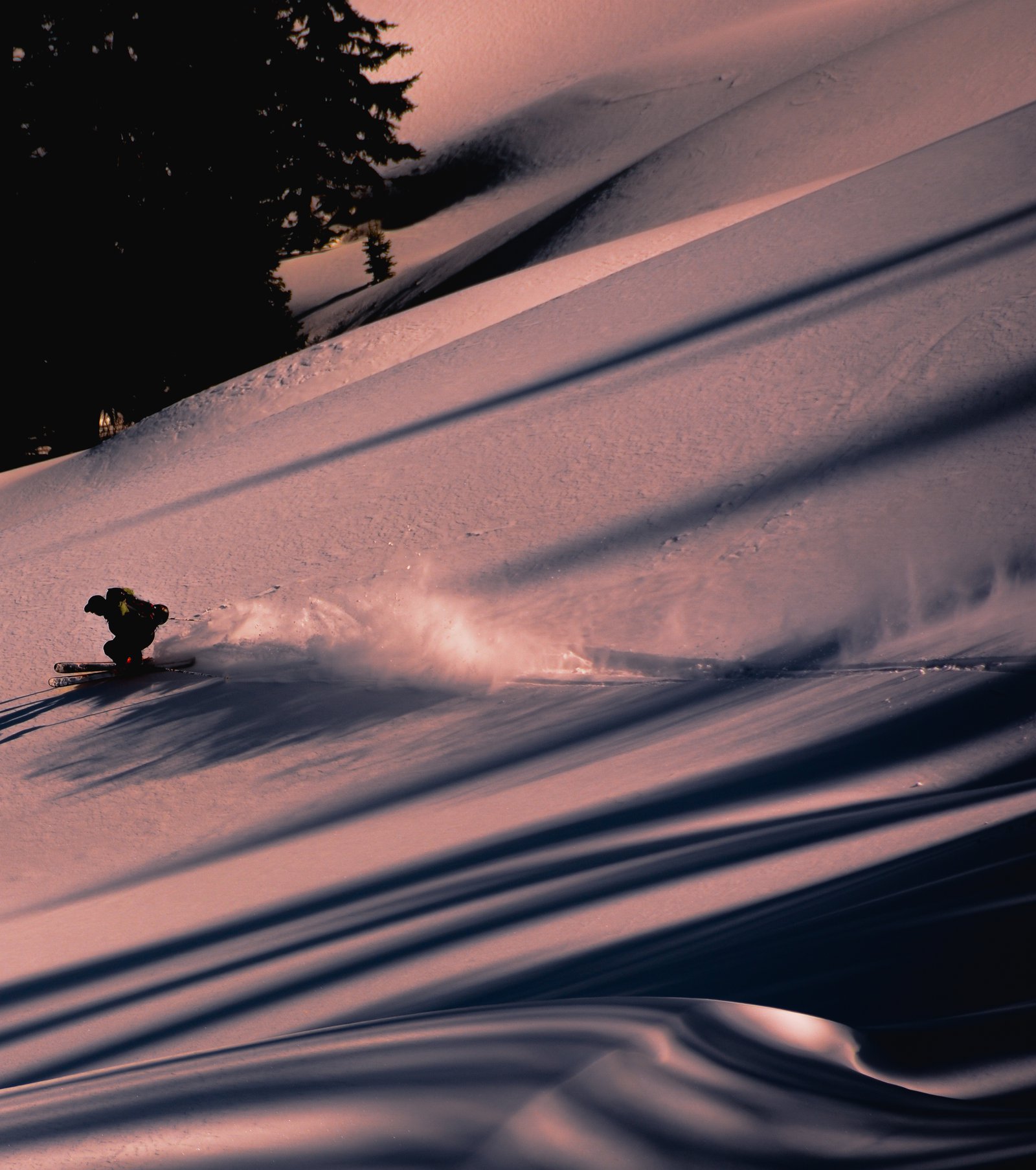 surfing among morning pine tree shadows 