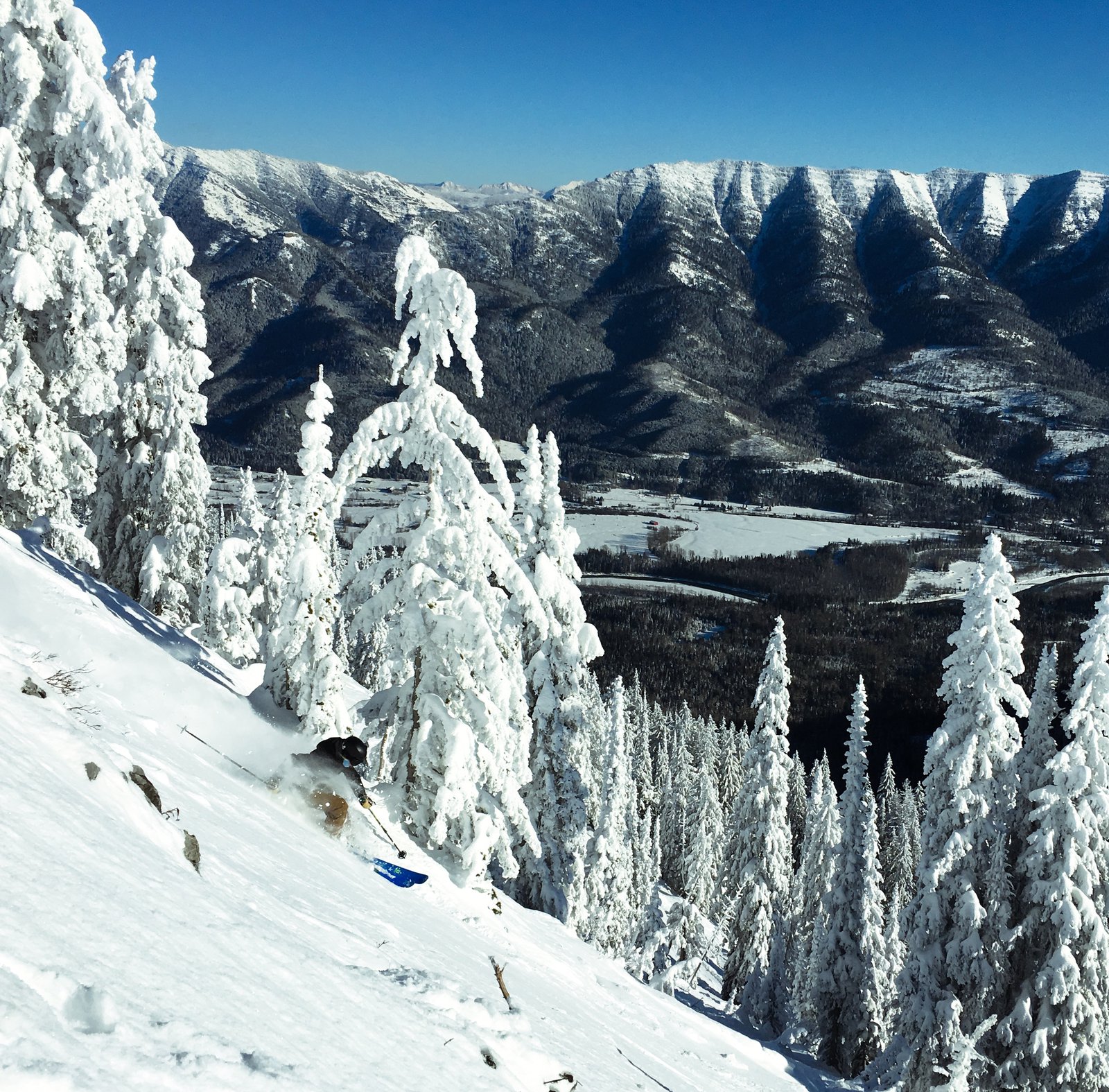 Bluebird at Fernie