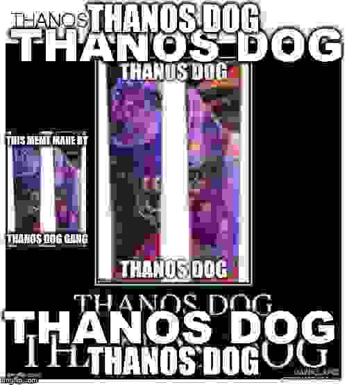 ARV 96s Thanos Dog Thanos Dog Ski Gabber Newschoolers