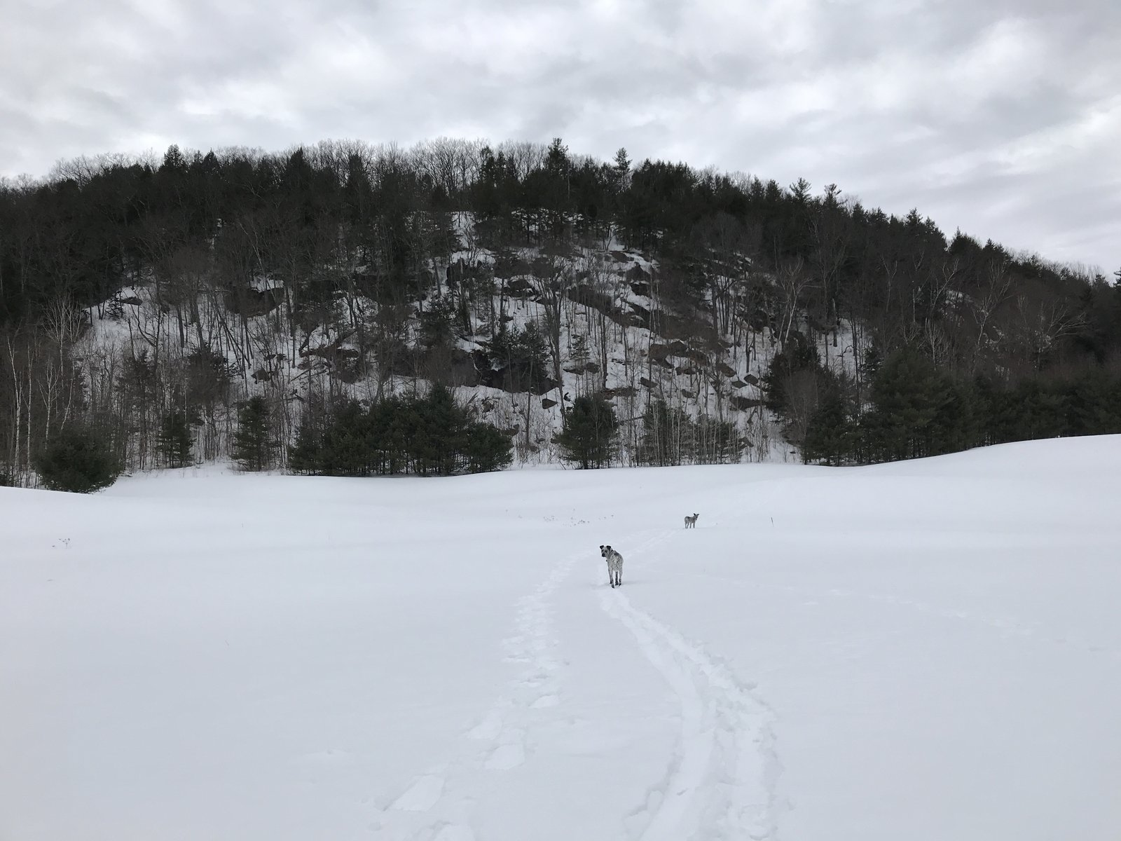 Went on a little hike/ ski with the pups today. 