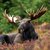 alpha.moose profile picture