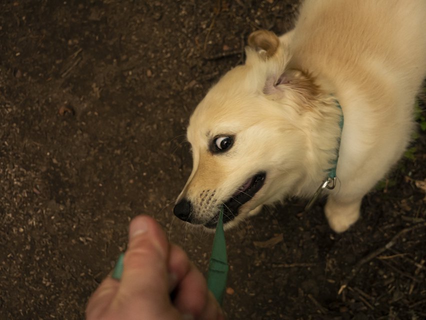 My dog has a heart shaped dingle berry on his weiner : r/mildlyinteresting