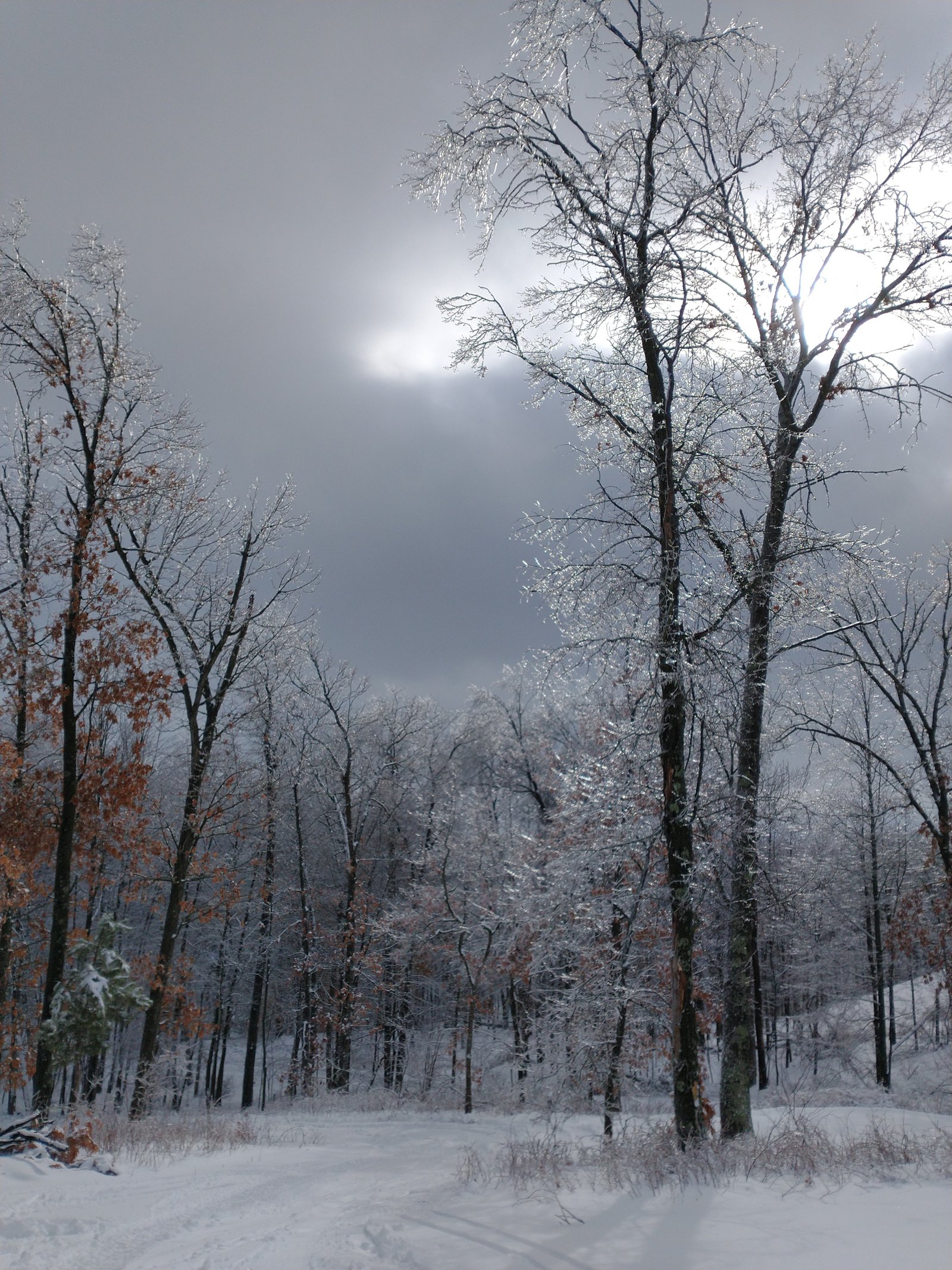 Glistening icy snowy trees