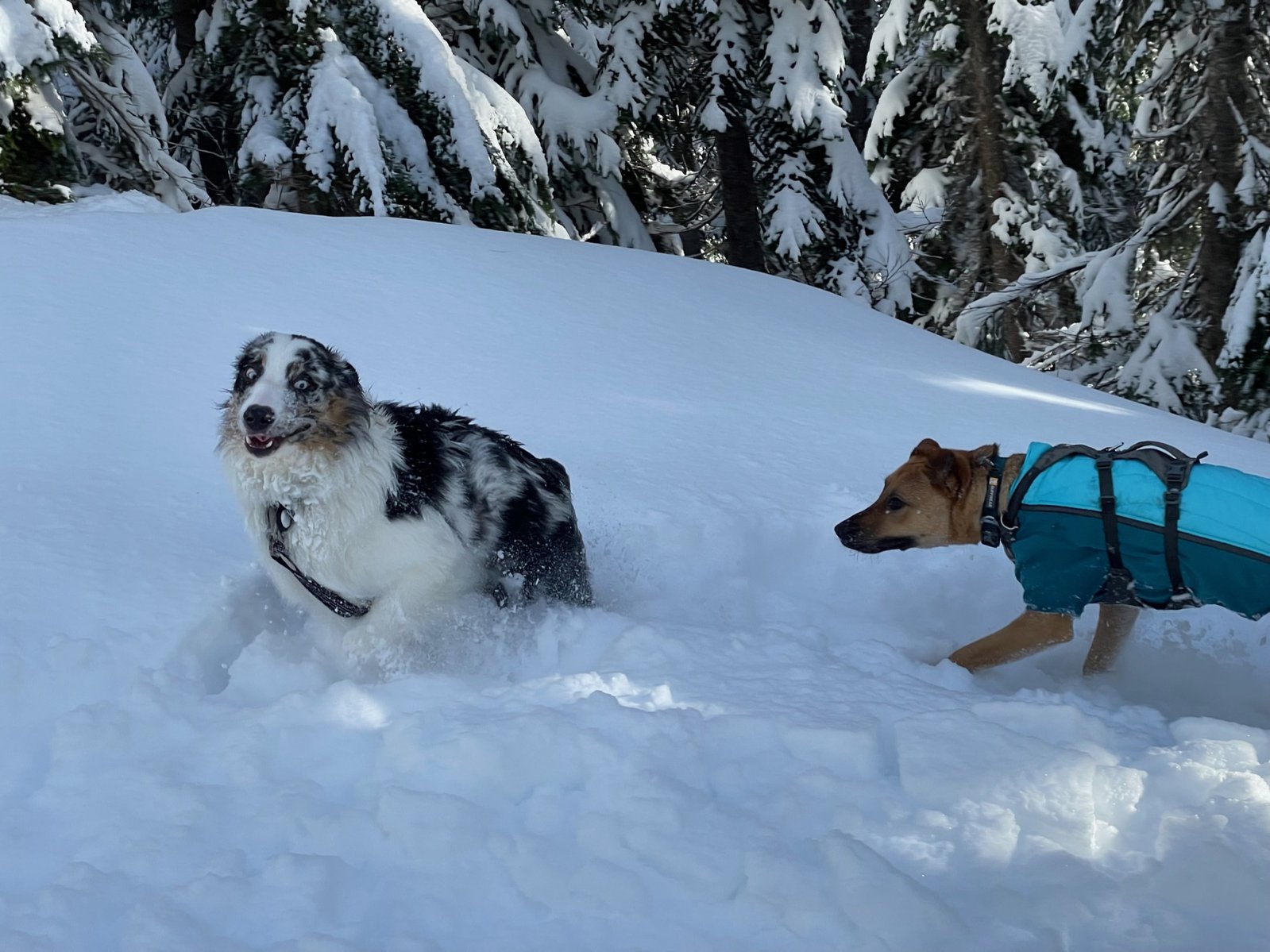 Pups + Snow = YES